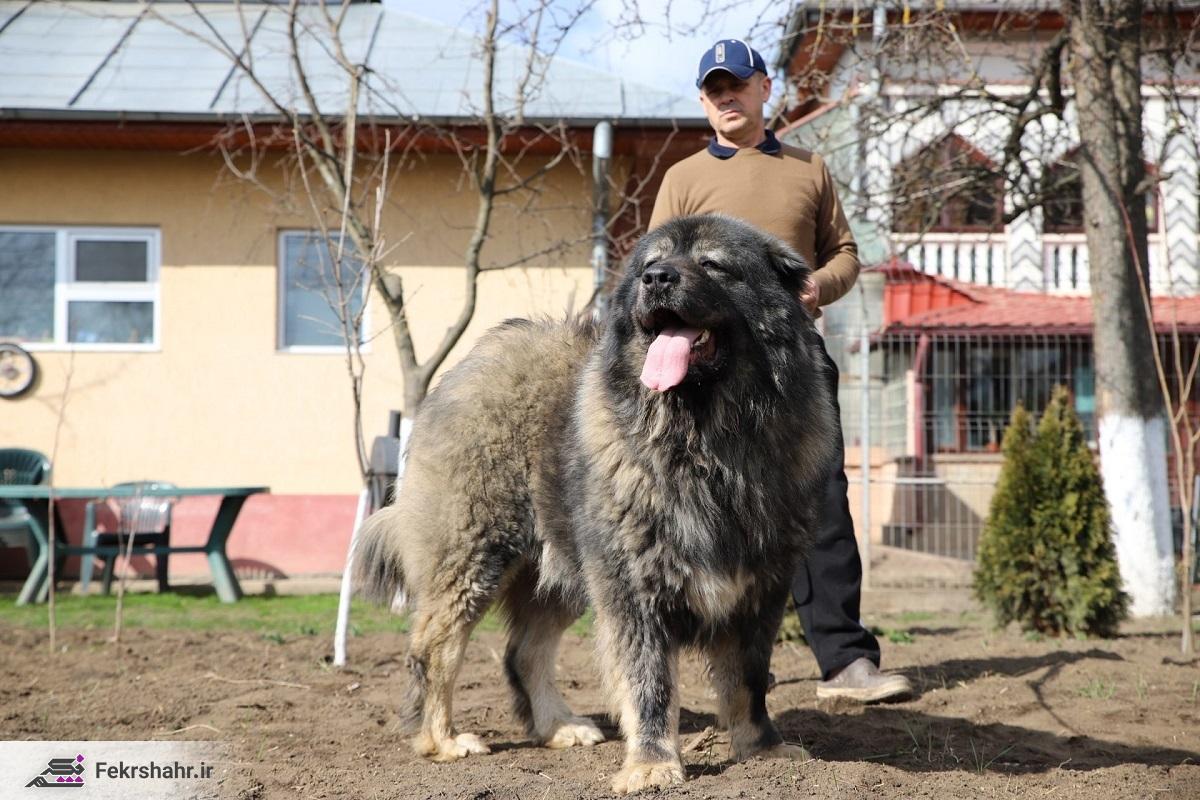 با بزرگ ترین نژاد سگ در ایران آشنا شوید! + عکس