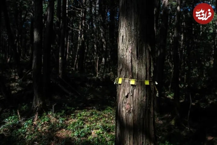 ۱۵ حقیقت تاریک دربارۀ « جنگل خودکشی » در ژاپن + تصاویر