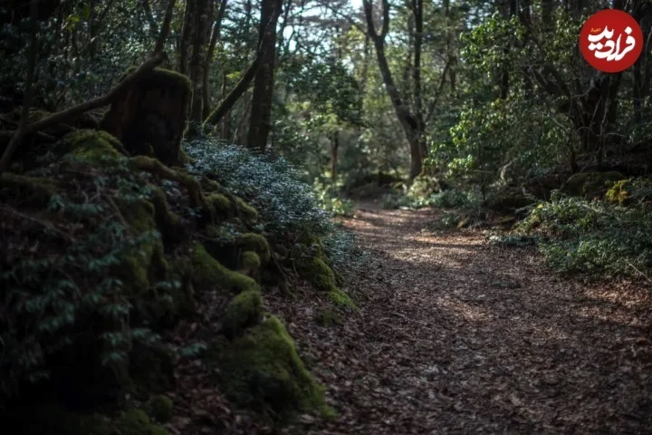 ۱۵ حقیقت تاریک دربارۀ « جنگل خودکشی » در ژاپن + تصاویر