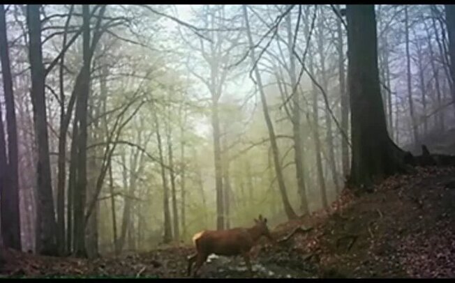 مشاهده گله‌ی گوزن قرمز در جنگل‌های هیرکانی لنگرود + ویدیو