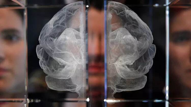 آیا تفاوتی بین مغز مرد و زن وجود دارد؟ + تصویر