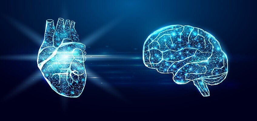 مغز کوچک قلب/ دلایل علمی بر تایید خوش قلبی، تصمیم گیری با قلب و...