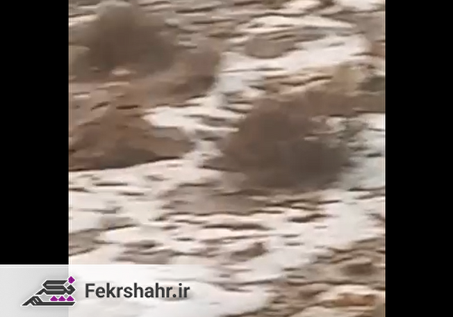 ببینید/ دو ویدیو از بارش شدید باران و تگرگ در دشتستان که کل یک روستا را سفیدپوش کرد